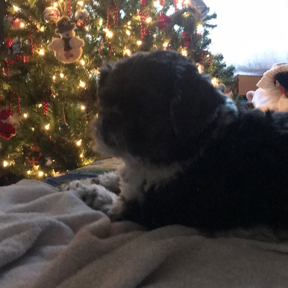 Meet your Posher, Rachael - Picture 1 of 1